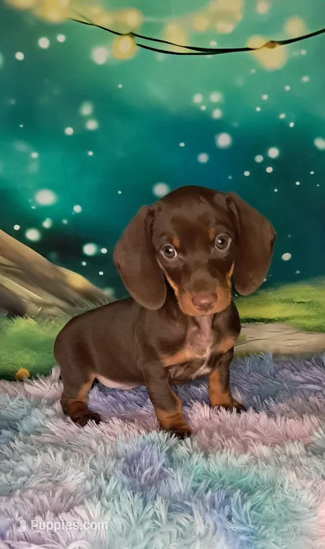 Clyde – Miniature Dachshund puppy for sale in Martin, TN