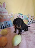 Geenie, a female Miniature Dachshund for sale in Martin, TN – Photo 2 of 3