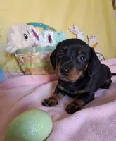 Geenie, a female Miniature Dachshund for sale in Martin, TN – Photo 1 of 3