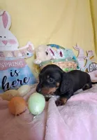 Geenie, a female Miniature Dachshund for sale in Martin, TN – Photo 3 of 3