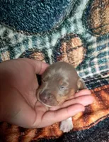 Beauty, a female Miniature Dachshund for sale in Martin, TN – 2 of 3