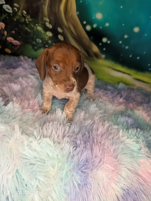 hansel – Miniature Dachshund puppy for sale in Martin, TN