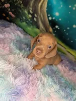 Beast, a male Miniature Dachshund for sale in Martin, TN – 9 of 10