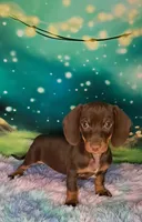 Clyde, a male Miniature Dachshund for sale in Martin, TN – 3 of 3