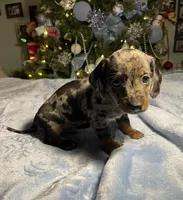 Coming soon new litter, a  Miniature Dachshund for sale in Martin, TN – 2 of 3