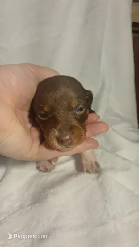 Jazzy  – Miniature Dachshund puppy for sale in Martin, TN