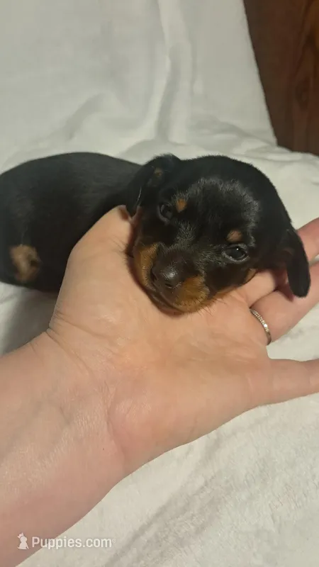 Sweetie – Miniature Dachshund puppy for sale in Martin, TN