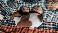 hansel, a male Miniature Dachshund for sale in Martin, TN – 2 of 3