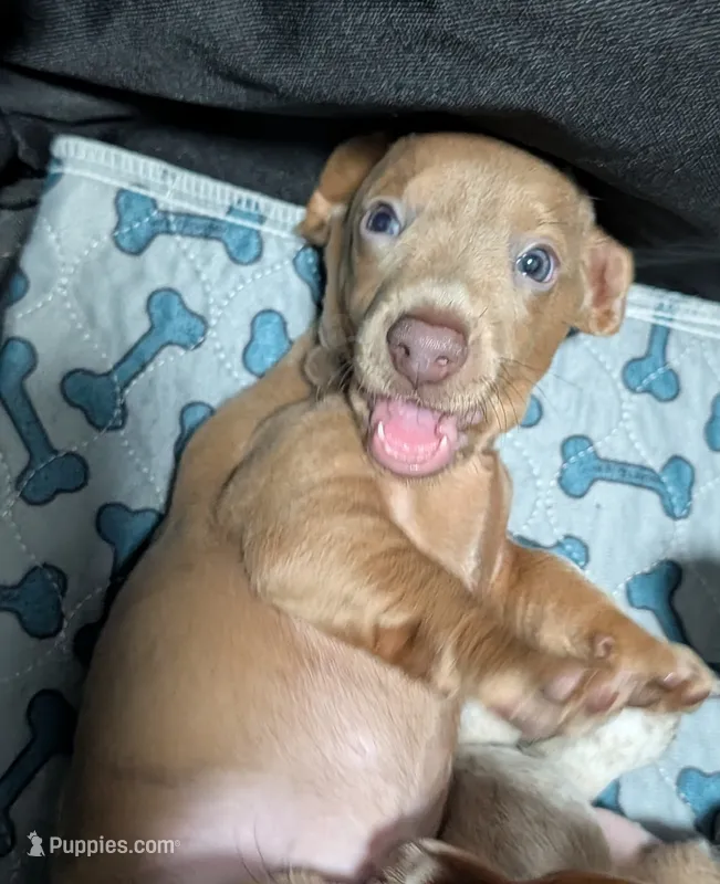 Beast – Miniature Dachshund puppy for sale in Martin, TN