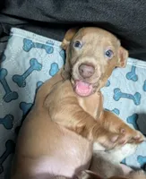 Beast, a male Miniature Dachshund for sale in Martin, TN – 3 of 10