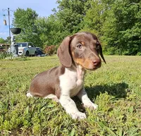 Macy, a female Miniature Dachshund for sale in Martin, TN – Photo 3 of 4