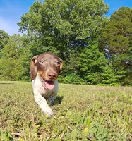 Macy, a female Miniature Dachshund for sale in Martin, TN – Photo 4 of 4