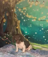 Macy, a female Miniature Dachshund for sale in Martin, TN – Photo 2 of 4