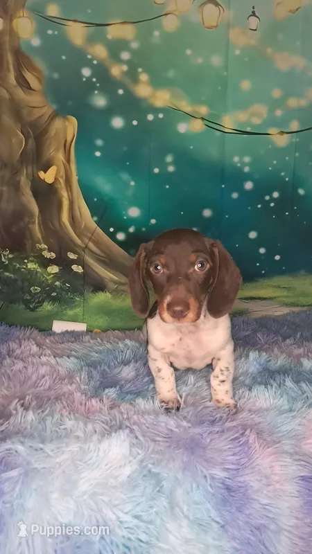 Macy – Miniature Dachshund puppy for sale in Martin, TN