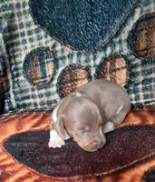 Beauty, a female Miniature Dachshund for sale in Martin, TN – 3 of 3