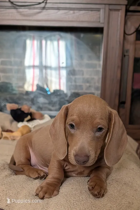 Beast – Miniature Dachshund puppy for sale in Martin, TN