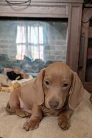 Beast, a male Miniature Dachshund for sale in Martin, TN – 1 of 10