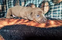 Beast, a male Miniature Dachshund for sale in Martin, TN – 1 of 3