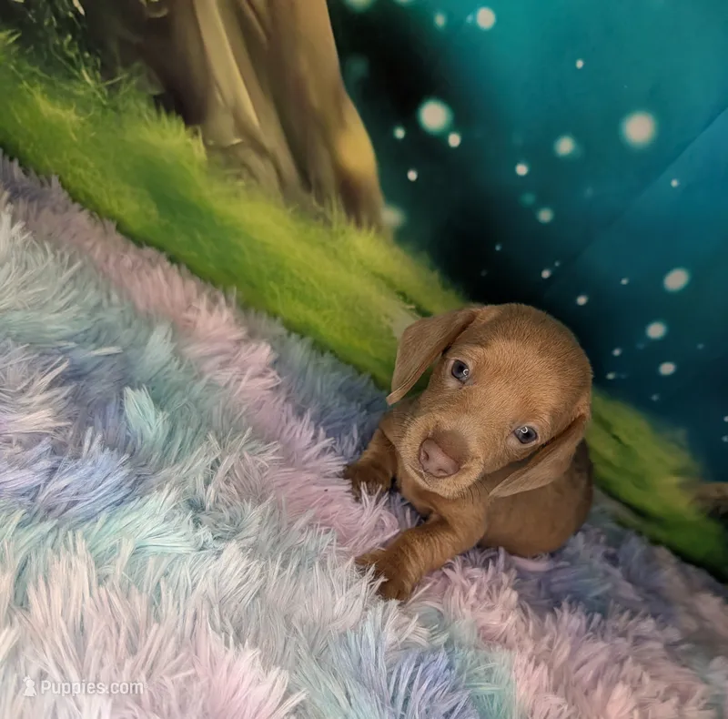 Beast – Miniature Dachshund puppy for sale in Martin, TN