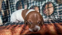 hansel, a male Miniature Dachshund for sale in Martin, TN – 3 of 3