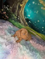 Beast, a male Miniature Dachshund for sale in Martin, TN – 8 of 10