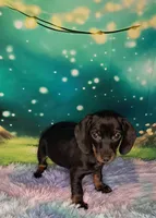 Bonnie , a female Miniature Dachshund for sale in Martin, TN – 2 of 4