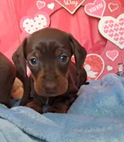 Chocolate and tan female 2, a female Miniature Dachshund for sale in Martin, TN – Photo 5 of 6