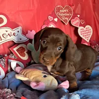 Chocolate and tan female 2, a female Miniature Dachshund for sale in Martin, TN – Photo 3 of 6