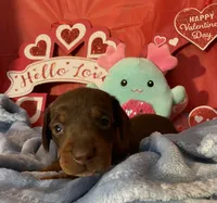 Chocolate and tan female 2, a female Miniature Dachshund for sale in Martin, TN – Photo 6 of 6