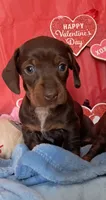 Chocolate and tan female 2, a female Miniature Dachshund for sale in Martin, TN – Photo 4 of 6