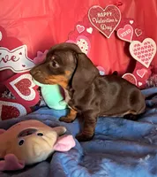 Chocolate and tan female 2, a female Miniature Dachshund for sale in Martin, TN – Photo 2 of 6