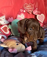 Chocolate and tan female 2, a female Miniature Dachshund for sale in Martin, TN – Photo 1 of 6