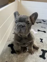 Wilson, a male French Bulldog for sale in Wilmington, NC – 4 of 9
