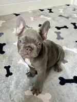 Hershey, a male French Bulldog for sale in New Haven, CT – 9 of 9