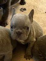 Hershey, a male French Bulldog for sale in Wilmington, NC – 6 of 6