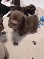 Hershey Big Rope Fluffy, a male French Bulldog for sale in Wilmington, NC – Photo 2 of 9