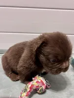 Hershey Big Rope Fluffy, a male French Bulldog for sale in Wilmington, NC – Photo 7 of 9