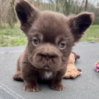 Hershey Big Rope Fluffy, a male French Bulldog for sale in Wilmington, NC – Photo 8 of 9