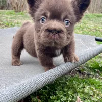 Hershey Big Rope Fluffy, a male French Bulldog for sale in Wilmington, NC – Photo 6 of 9