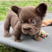 Hershey Big Rope Fluffy, a male French Bulldog for sale in Wilmington, NC – Photo 9 of 9