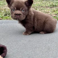 Hershey Big Rope Fluffy, a male French Bulldog for sale in Wilmington, NC – Photo 7 of 9