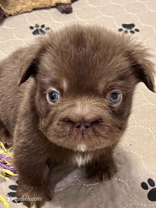 Hershey Big Rope Fluffy