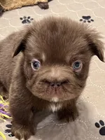 Hershey Big Rope Fluffy, a male French Bulldog for sale in Wilmington, NC – Photo 1 of 9