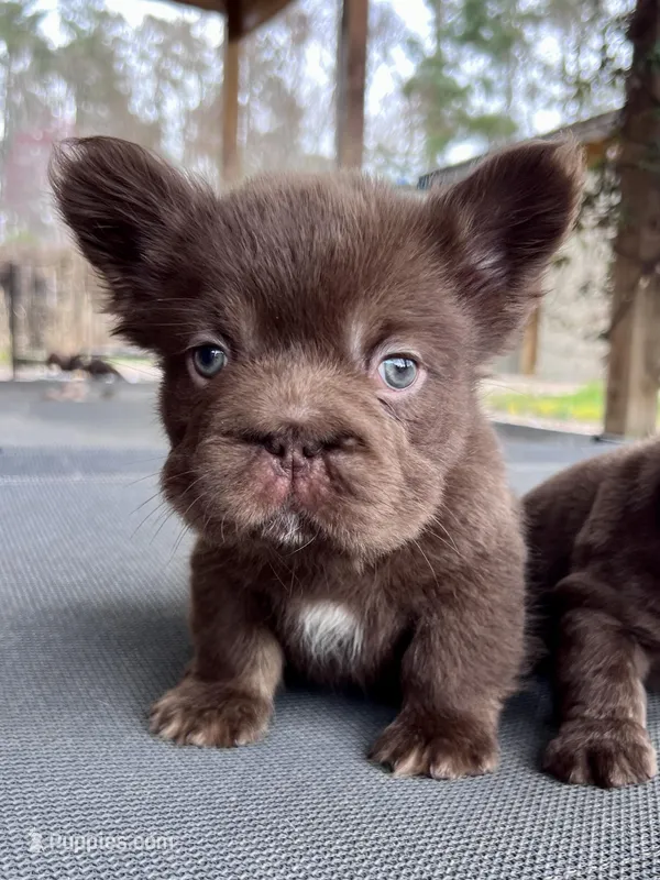 Hershey Big Rope Fluffy