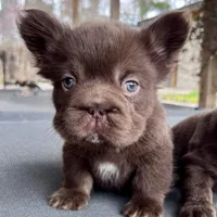 Hershey Big Rope Fluffy, a male French Bulldog for sale in Wilmington, NC – Photo 1 of 9