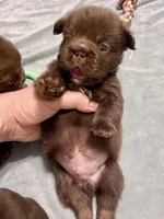 Hershey Big Rope Fluffy, a male French Bulldog for sale in Wilmington, NC – Photo 6 of 9