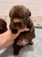 Hershey Big Rope Fluffy, a male French Bulldog for sale in Wilmington, NC – Photo 9 of 9