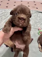 Hershey Big Rope Fluffy, a male French Bulldog for sale in Wilmington, NC – Photo 3 of 9