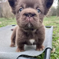 Hershey Big Rope Fluffy, a male French Bulldog for sale in Wilmington, NC – Photo 5 of 9