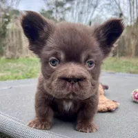 Hershey Big Rope Fluffy, a male French Bulldog for sale in Wilmington, NC – Photo 2 of 9